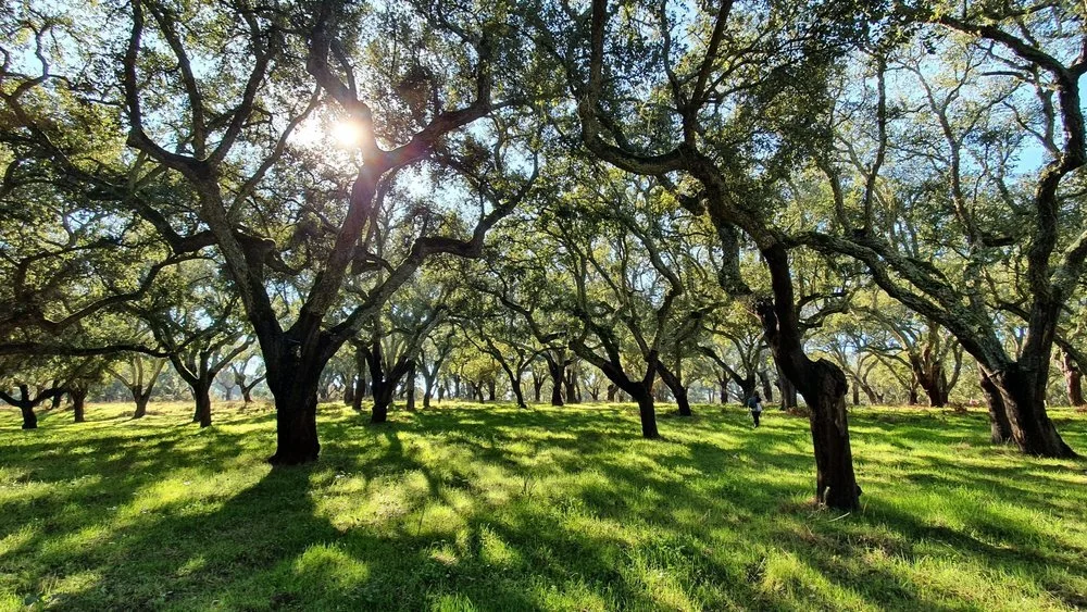 Ancient cork forest near Arrábida