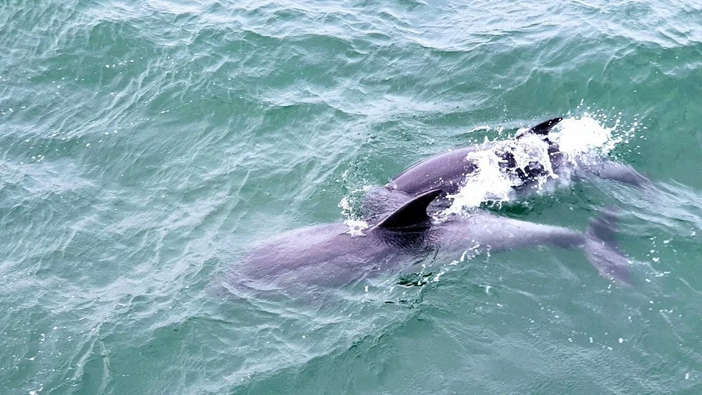 Dolphins in the Sado estuary